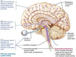The reticular formation