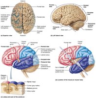 Lobes, sulci, and fissures of the cerebral hemispheres