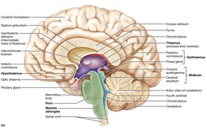 Midsagittal section of the brain
