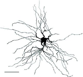 Thalamic relay neuron firing patterns