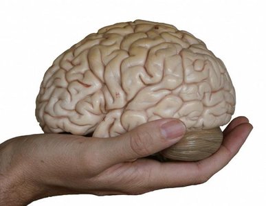 Neurons communicating through electrochemical signals