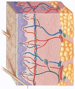 Labeled skin diagram highlighting the dermis