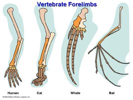 Vertebrate forelimbs comparison