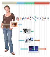 Relative size and magnification of anatomical structures