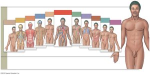 Organ system and organism levels
