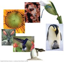 Characteristics of living things