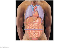 Relationship between landmarks and organs