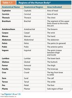 Table of anatomical regions