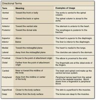 Directional terms table