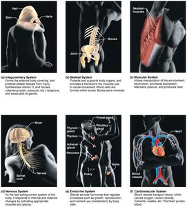 Overview of the remaining organ systems