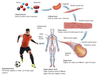 Diagram showing all levels of structural organization from chemical to organismal