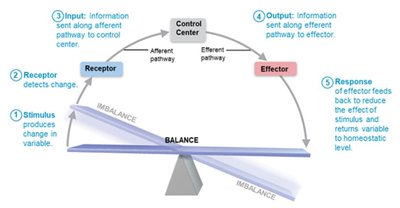 Diagram of homeostatic control system