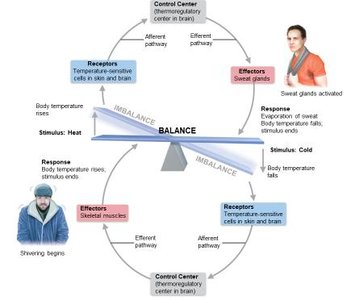 Negative feedback in body temperature regulation