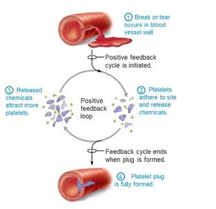 Positive feedback: platelet plug formation