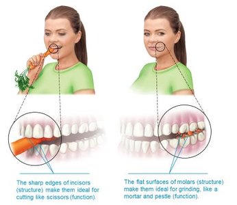 Diagram showing how the structure of teeth relates to their function