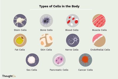 Types of cells in the body