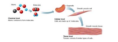 Diagram showing tissue level of organization