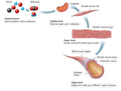 Diagram showing organ level of organization