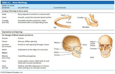 Bone markings table 2