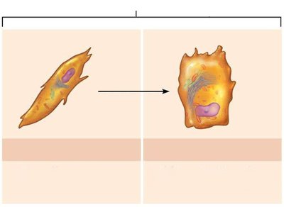 Types of bone cells and their derivation