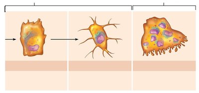 Types of bone cells and their derivation (osteoblast, osteocyte, osteoclast)