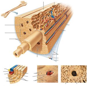 Microscopic anatomy of compact bone