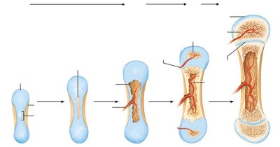 Endochondral ossification in a long bone