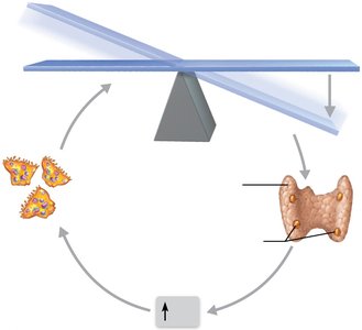 Parathyroid hormone control of blood calcium levels