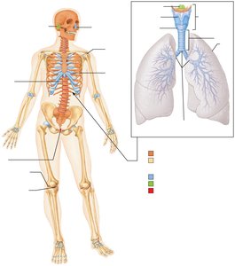 Axial and appendicular skeleton