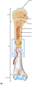 Structure of a long bone (humerus)