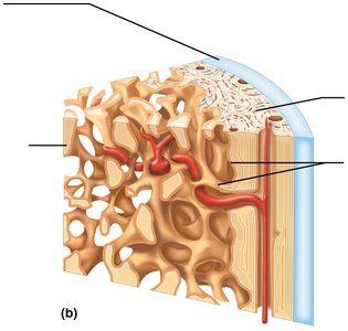 Structure of a long bone (cross-section)