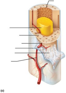 Structure of a long bone (medullary cavity)