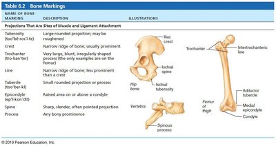 Bone markings table 1