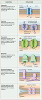 Functions of membrane proteins