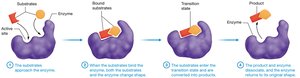 Enzyme-substrate interaction
