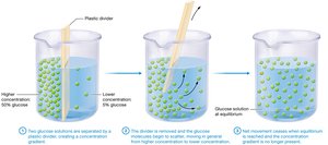 Diffusion across a membrane