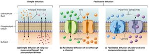 Simple and facilitated diffusion