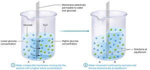 Osmosis across a membrane