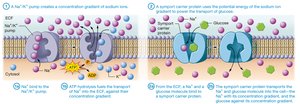 Secondary active transport