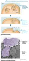 Exocytosis process