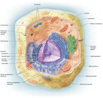 Major organelles in the cytoplasm