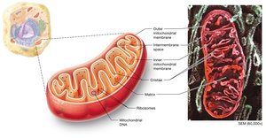Structure of mitochondria