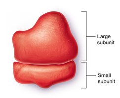 Structure of a ribosome