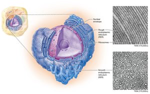 Rough and smooth endoplasmic reticulum