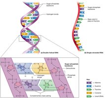 Structure of DNA and RNA