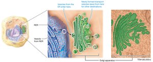 Golgi apparatus structure