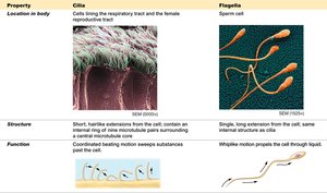 Cilia and flagella structure