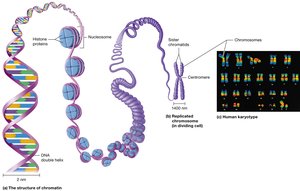 Chromatin and chromosomes