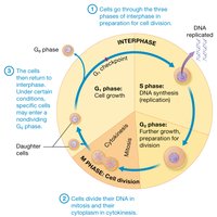 The cell cycle