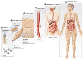 Levels of structural organization in the human body